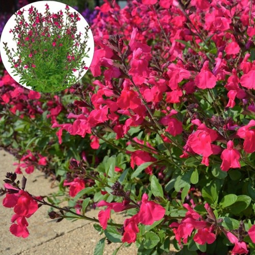 Salvia 'Visional Hot Pink' - Salvei 'Visional Hot Pink'